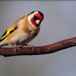 صورة العضو الشخصيه