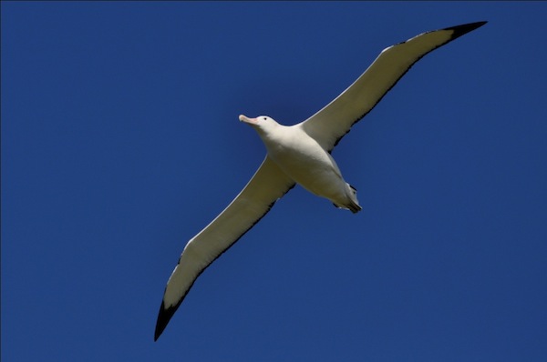 Le Gros Oiseau [1981 TV Movie]